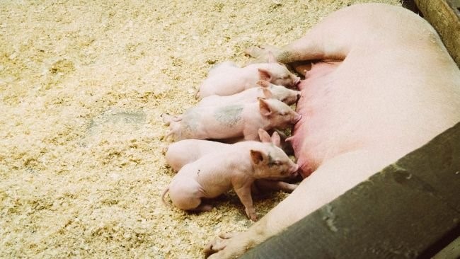 Fewer pigs in Baden-Württemberg – Swine information