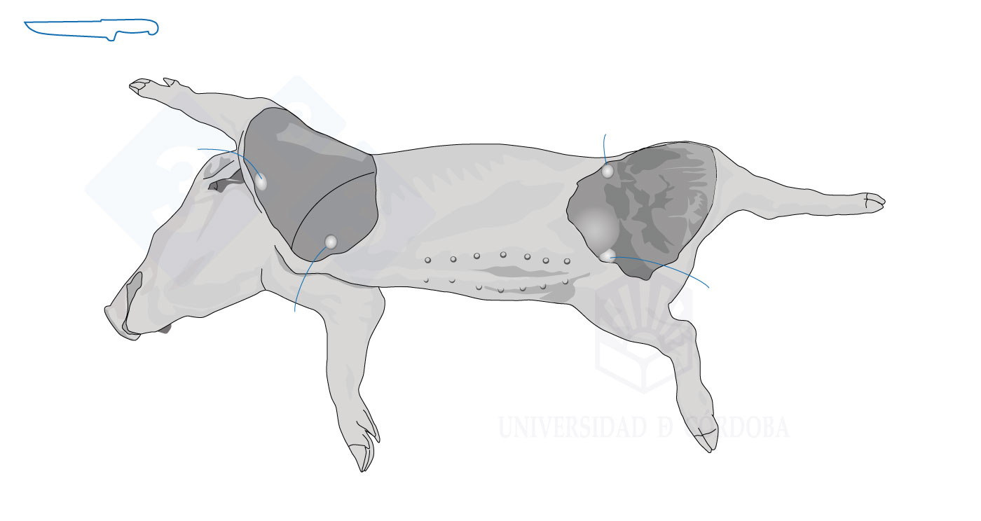 Find out how to do a necropsy on a piglet in lateral decubitus (I) – Articles