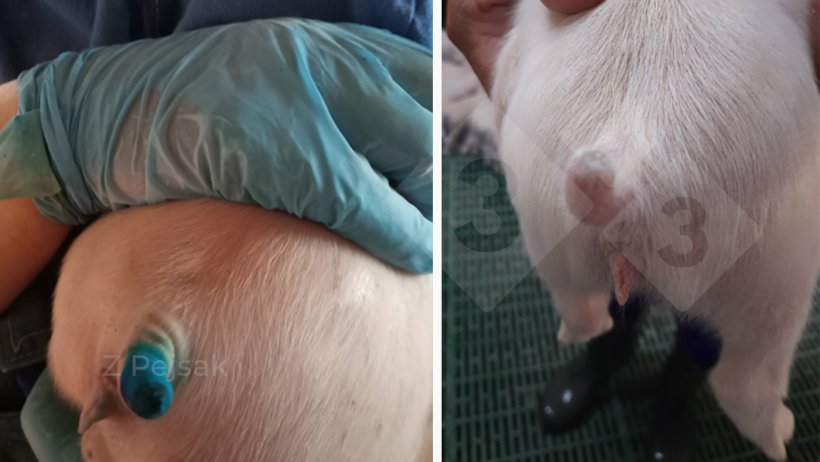 Figure 1. Piglet a few days old on the day of tail docking (left) and three days later (right).
