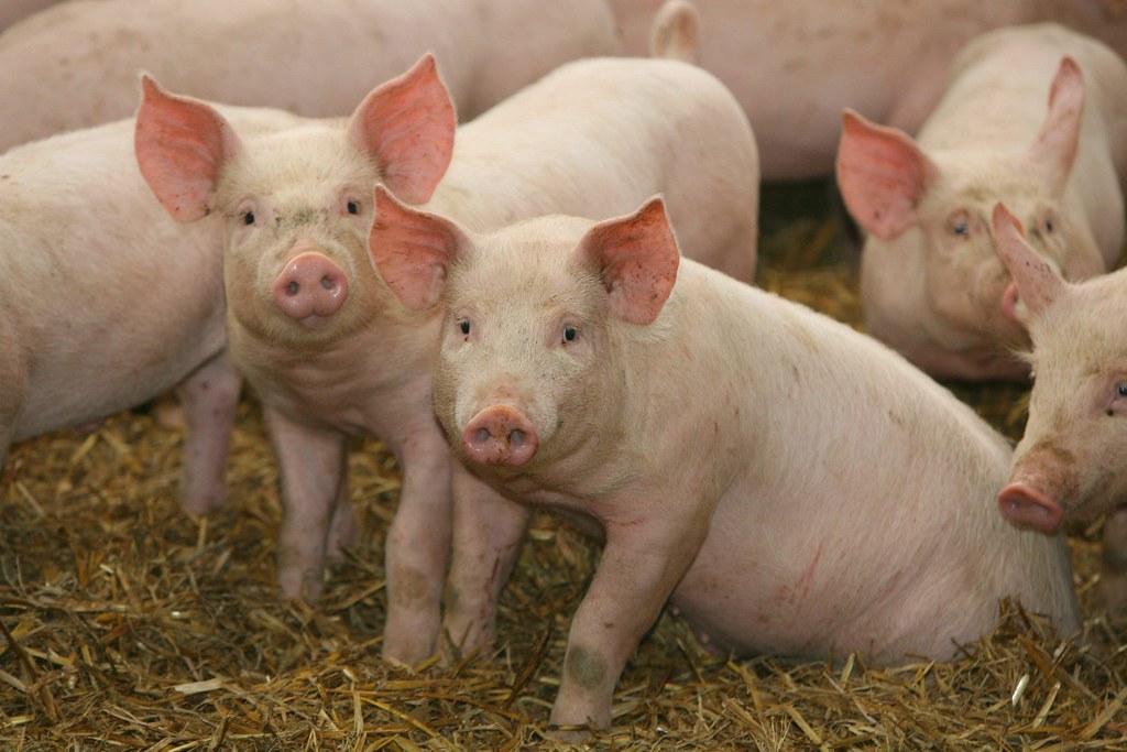 Netherlands proposes price value calculation for “Higher Lifestyles” pigs – Swine information