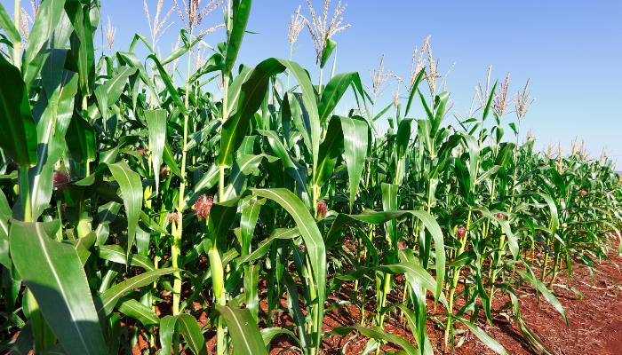 Brazil lowers soybean and corn crop forecast – Swine information