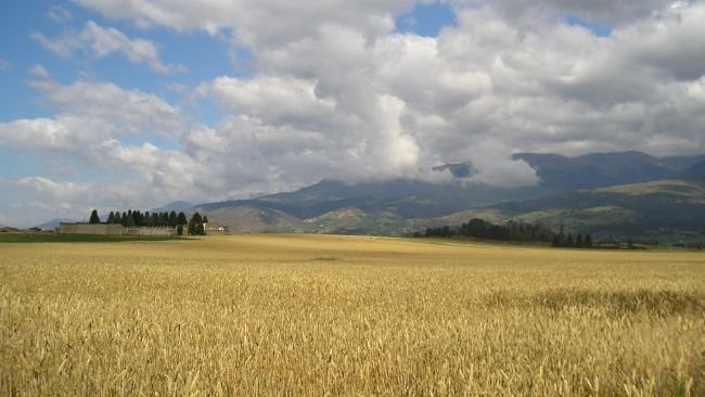 Germany’s crop and farm animals manufacturing in 2023 – Swine information