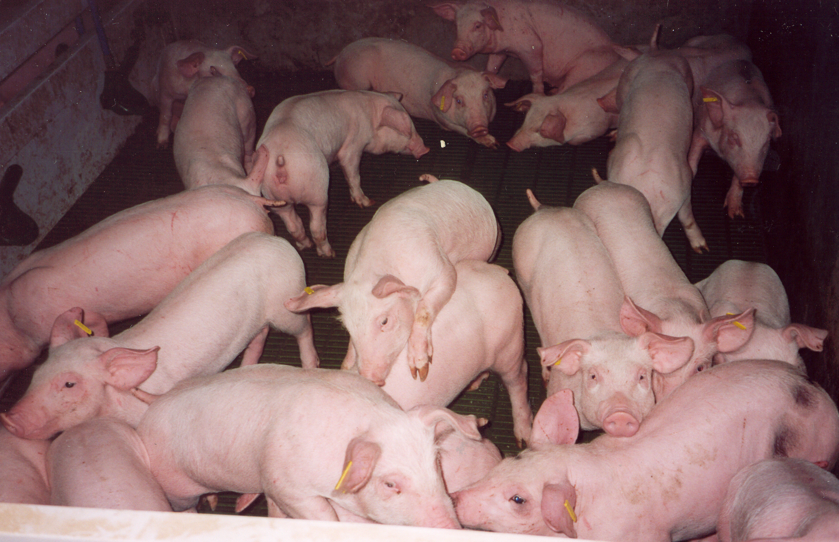 Czech State support schemes to forestall unfold of pig and poultry sicknesses – Swine information