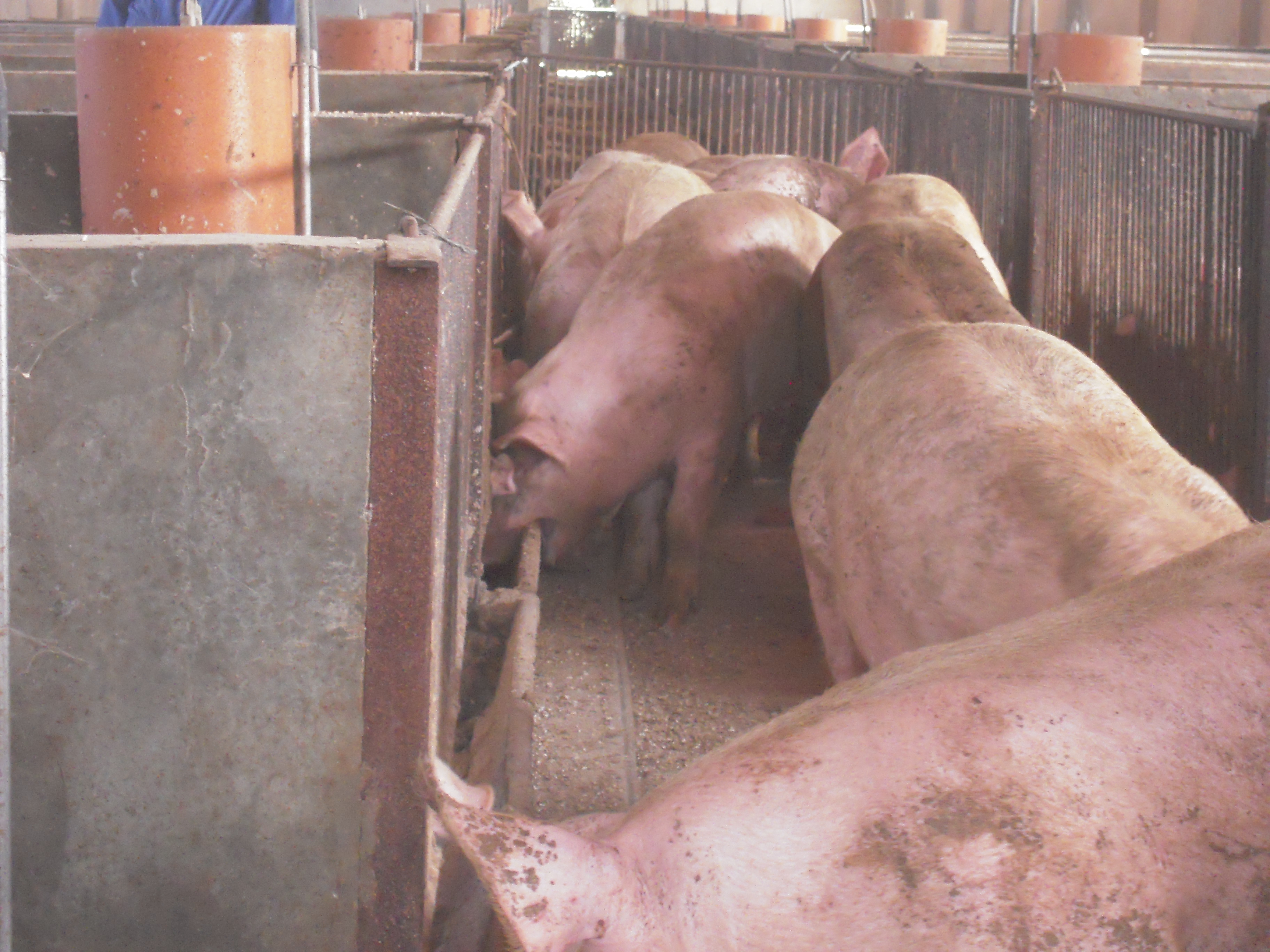 China’s red meat manufacturing higher whilst pig stock shrank in 2023 – Swine information