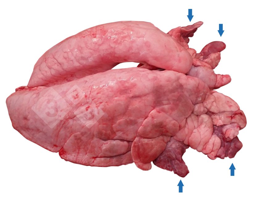 Figure 1. Cranioventral pulmonary consolidation (CVPC) in pig.

