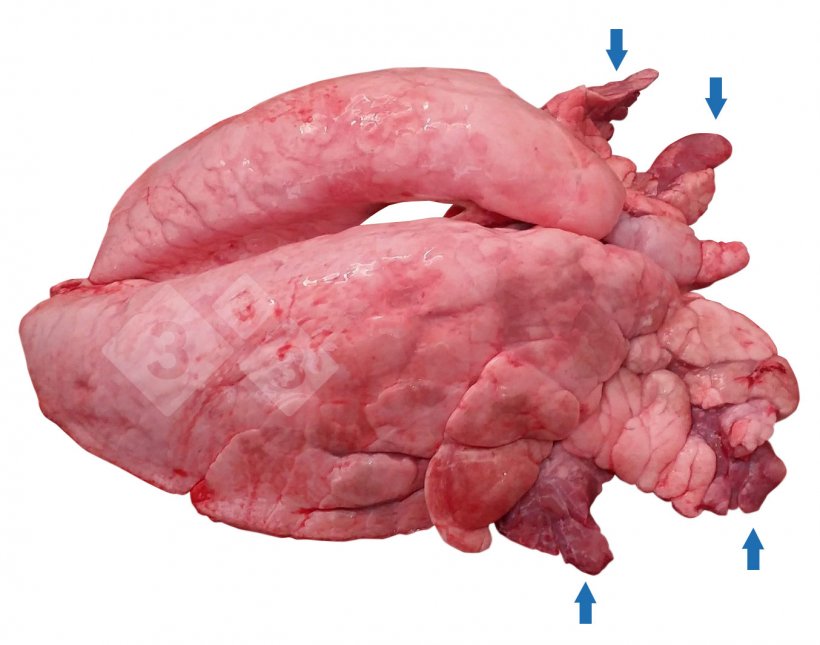 Figure 1. Cranioventral pulmonary consolidation (CVPC) in pig.
