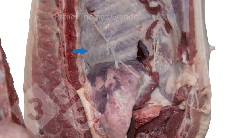 Figure 2. Pleurisy detected in the swine respiratory tract at slaughter.