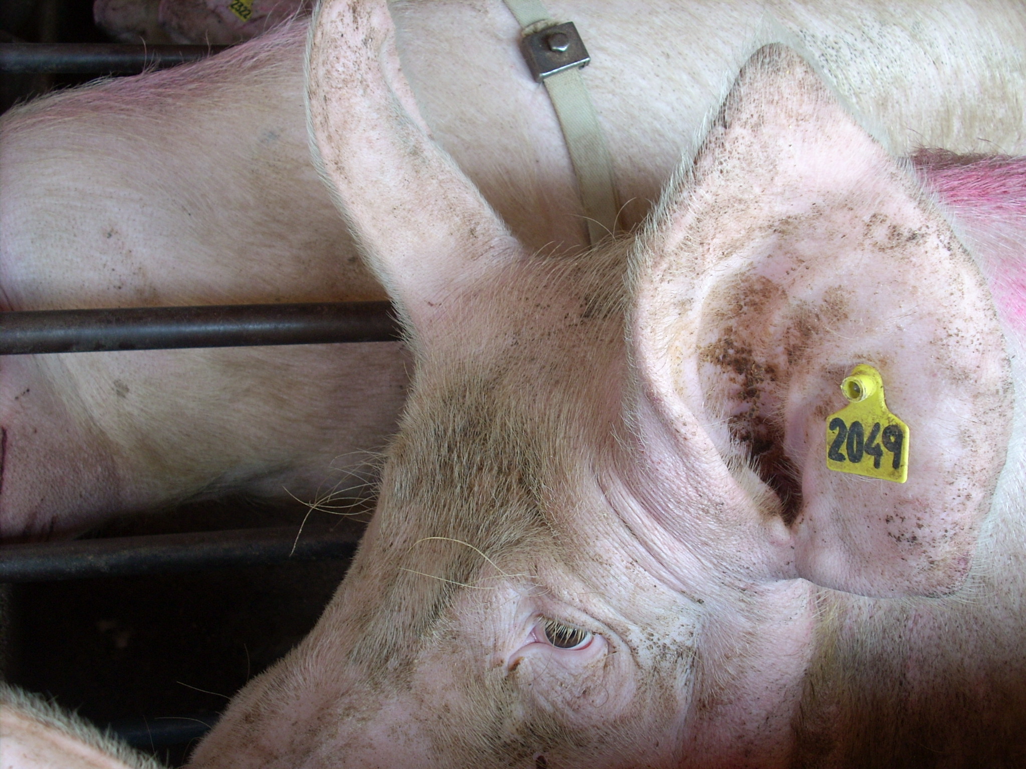 German State support schemes authorized to enhance pig welfare – Swine information