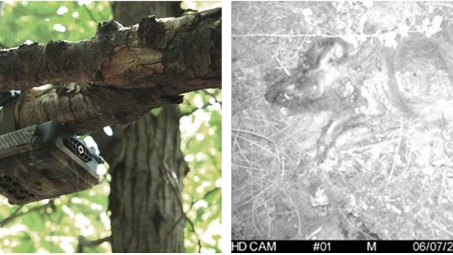 Camera trap control and night image of a wild boar positioned at a sampling site.