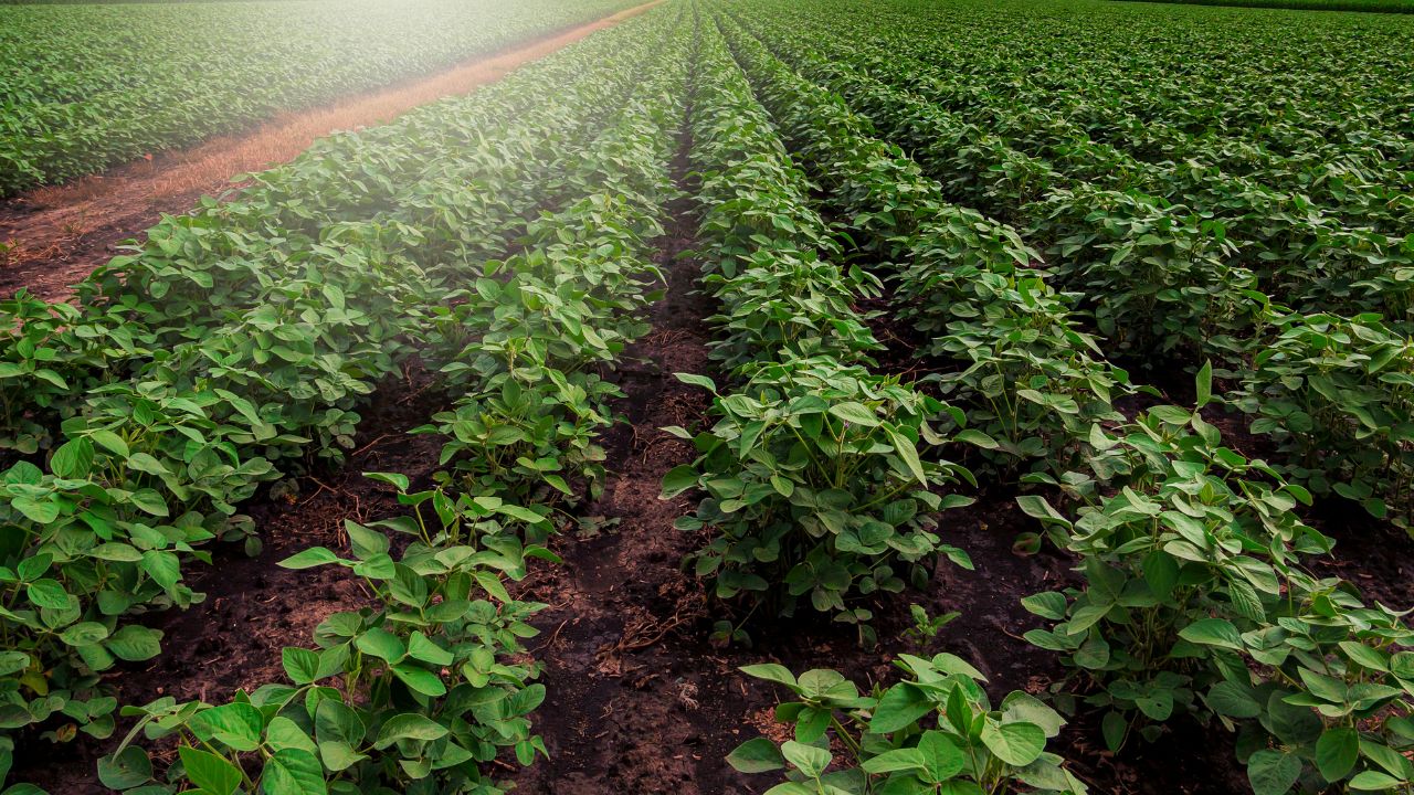 Superb soybean stipulations in Argentina – Swine information