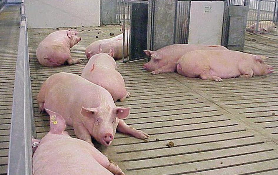 Austria strikes forward with banning totally slatted flooring for pigs – Swine information