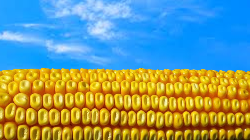 EU reaffirms business give a boost to for Ukraine – Swine information