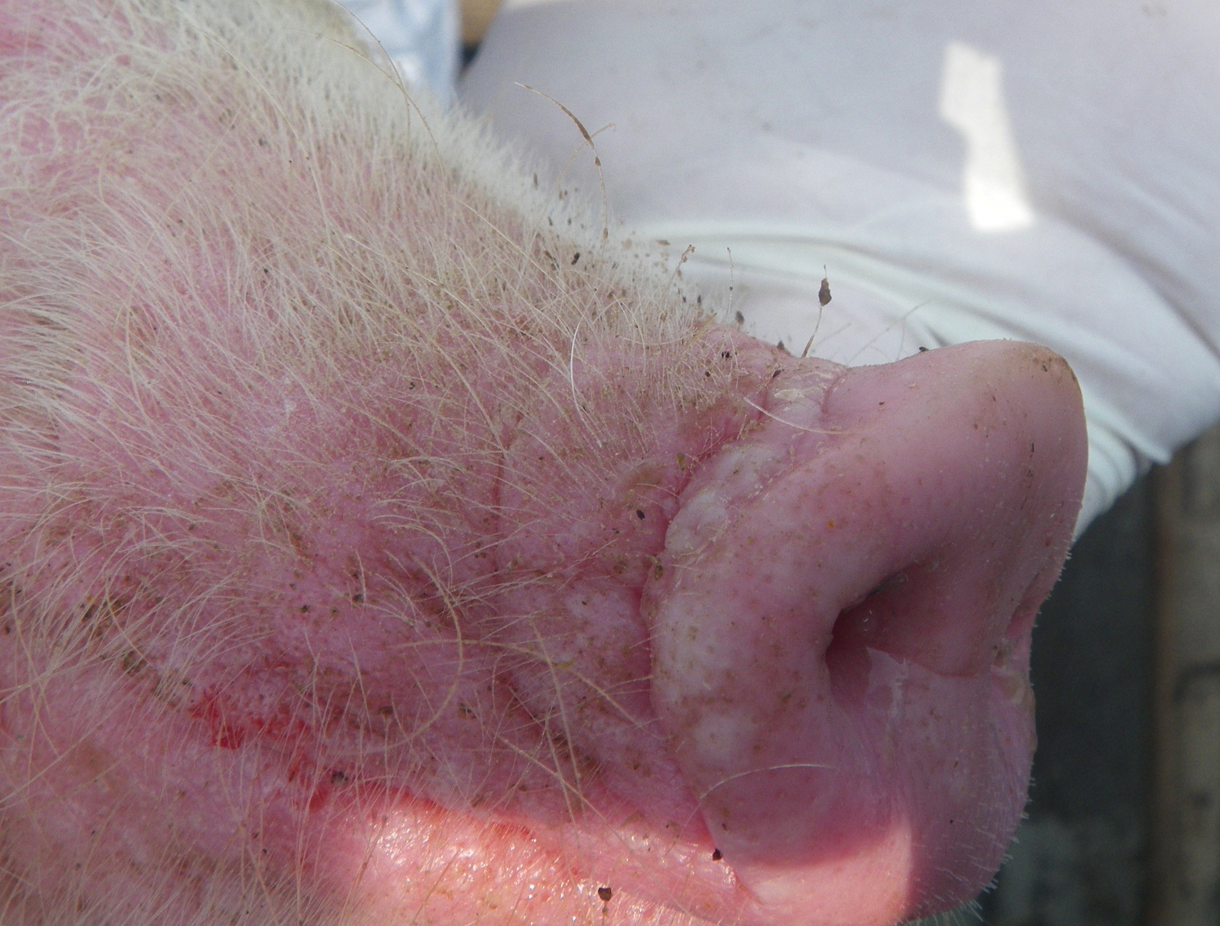 Greater possibility of foot-and-mouth illness access into Europe – Swine information