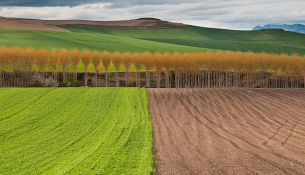 Derogation from laws obliging EU farmers to stay spaces non-productive – Swine information