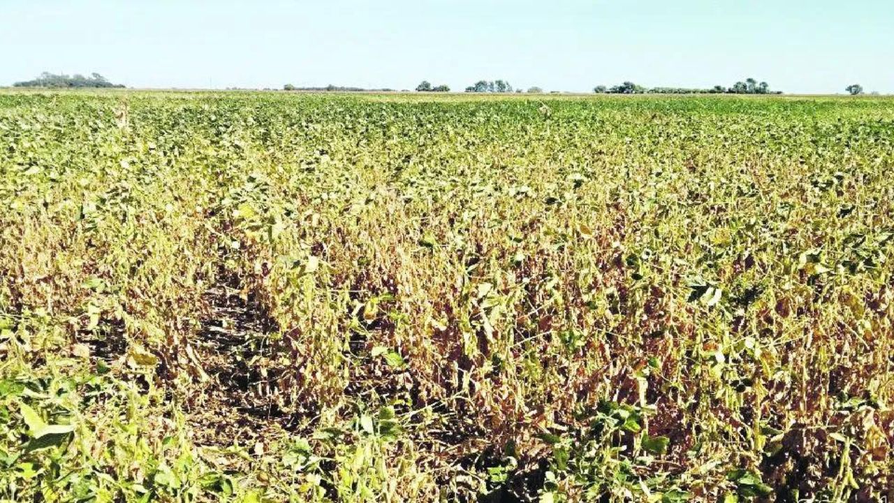 Soybean losses anticipated in Argentina because of warmth wave – Swine information
