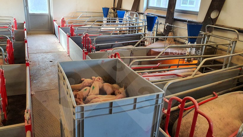 Figure 1. Boxes to move piglets quickly and comfortably.
