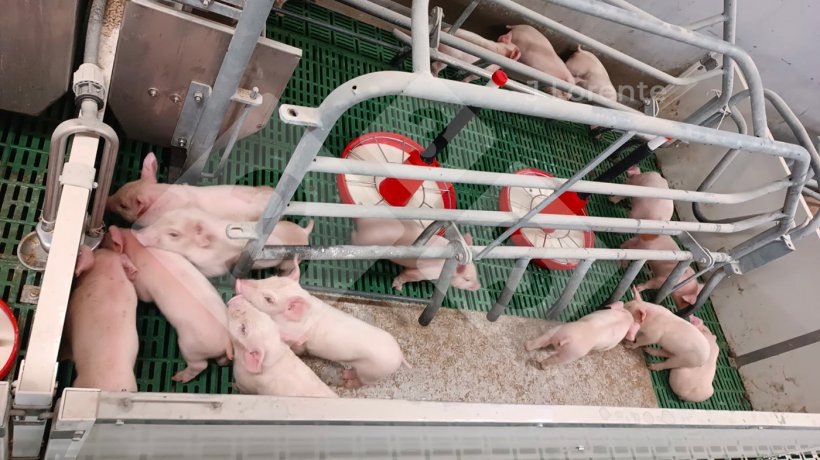 Figure 3. Farrowing pen with just piglets, with milk replacer available.

