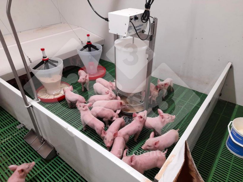 Figure 4. Space prepared to receive early weaned pigs.
