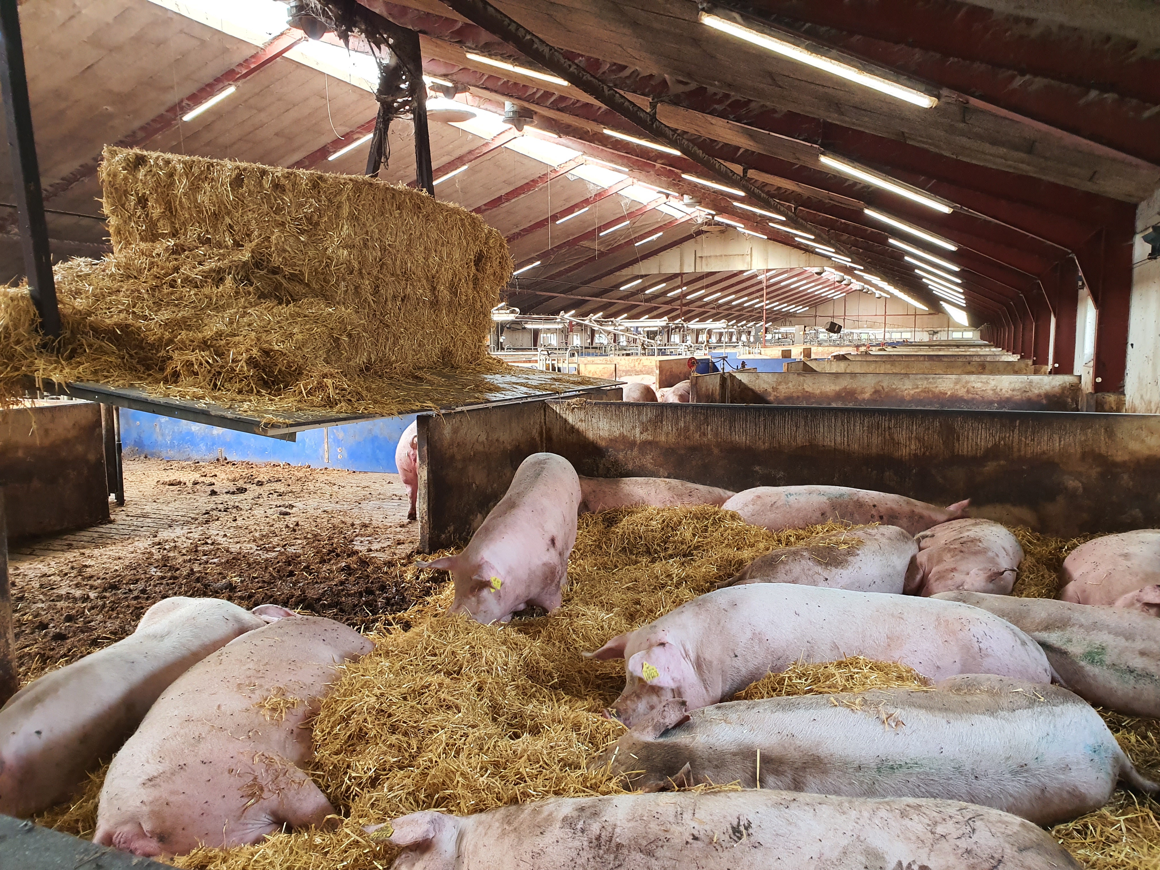 Settlement reached on Denmark’s animal welfare projects – Swine information