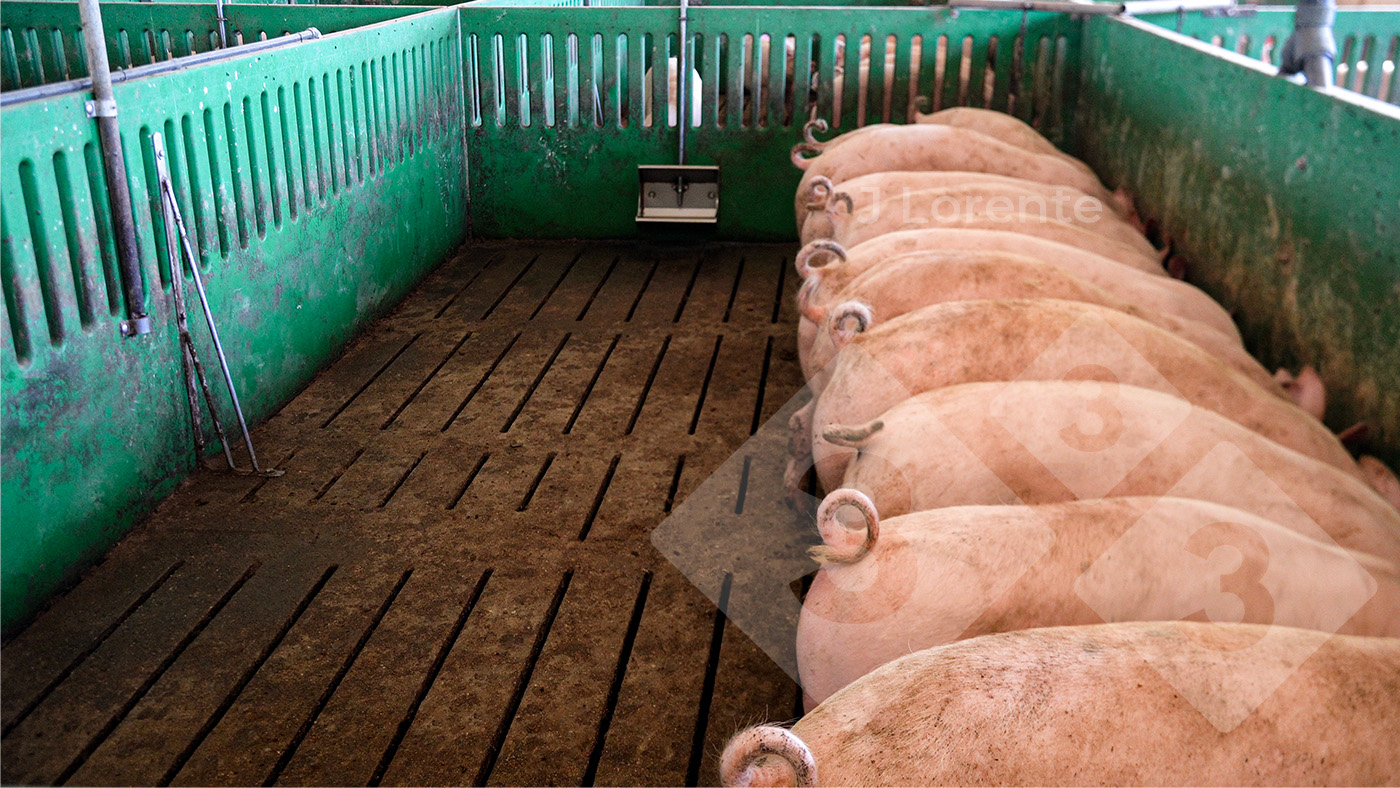 <p>Figure 7. Finishing pigs eating at the same time.</p>
