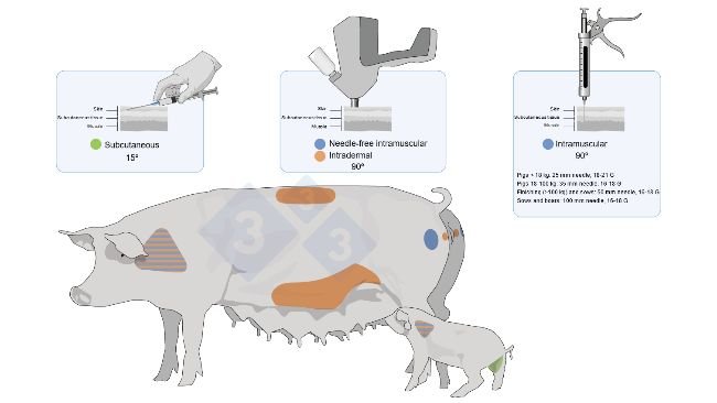 Figure 3. Vaccine application sites and types in pigs and piglets.