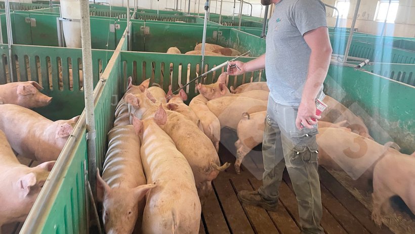 On-farm vaccine handling (III): Administration - Articles - pig333, pig ...