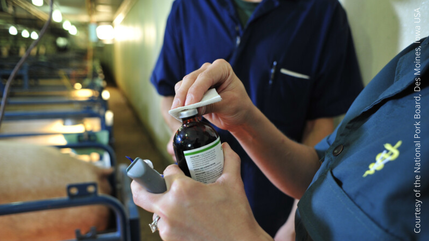 UK executive brings in Veterinary Drugs Laws regulation – Swine information