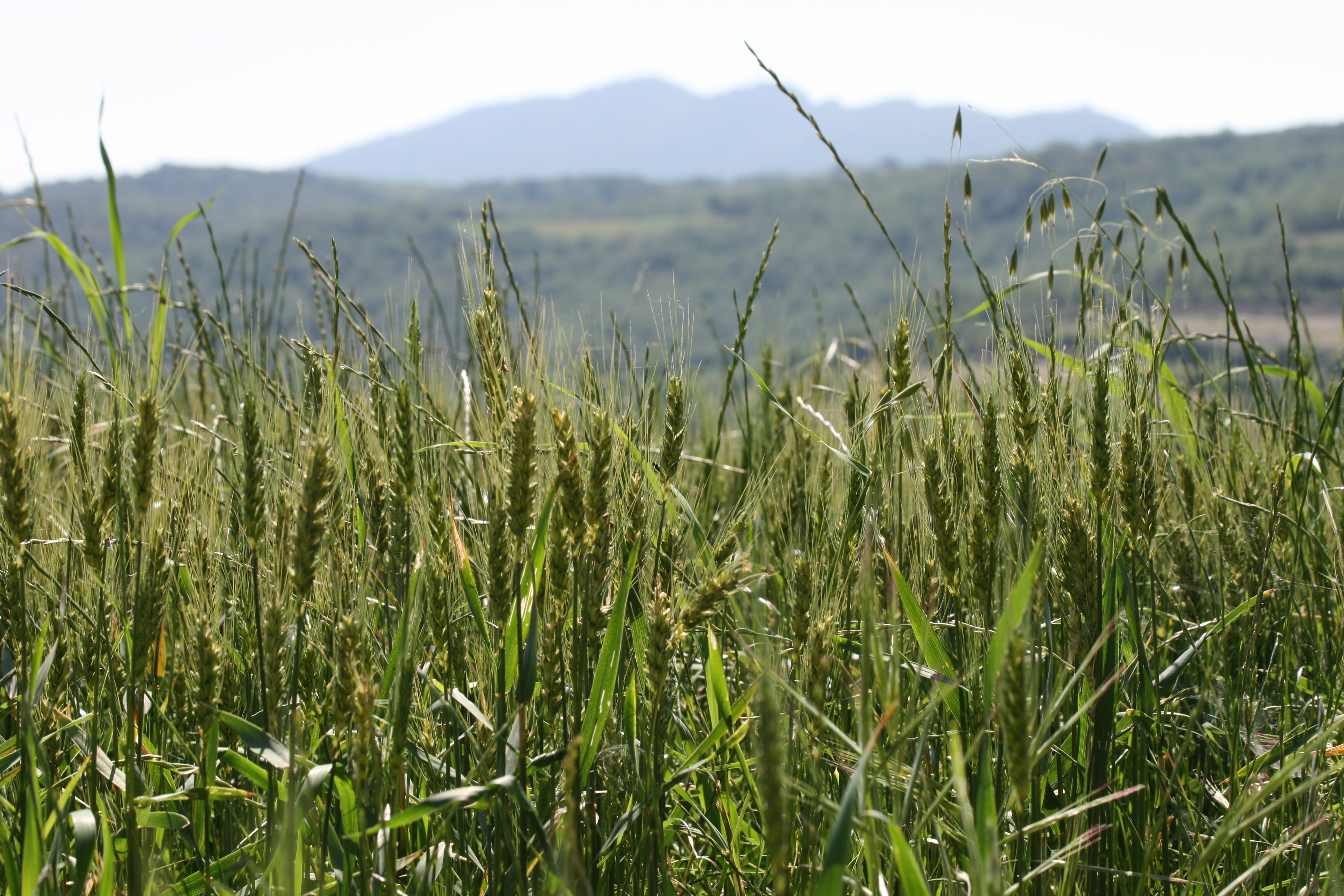 FAO cereal value index February 2024 – Swine information