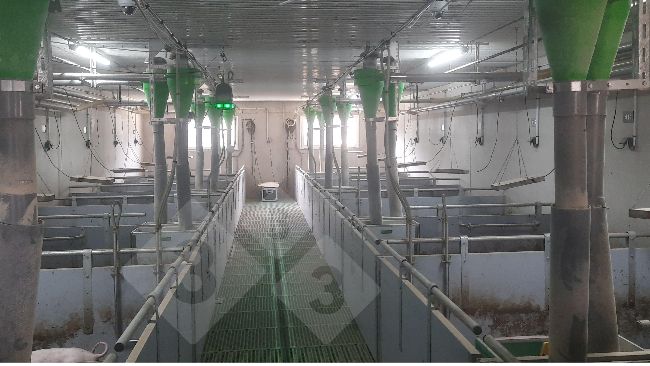 Tracking device for pigs without tail docking.
