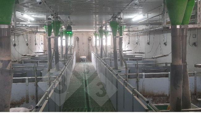 Tracking device for pigs without tail docking.
