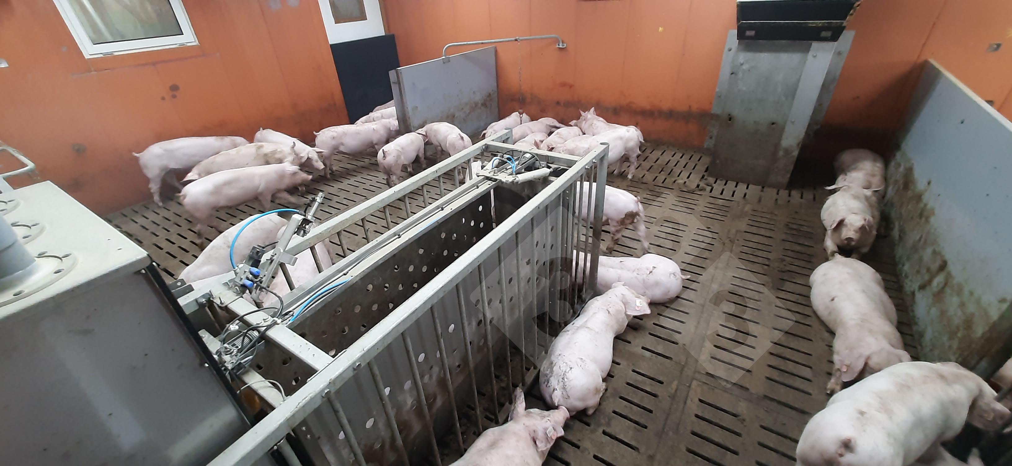 <p>Finishing barns with an individualized feeding system.</p>
