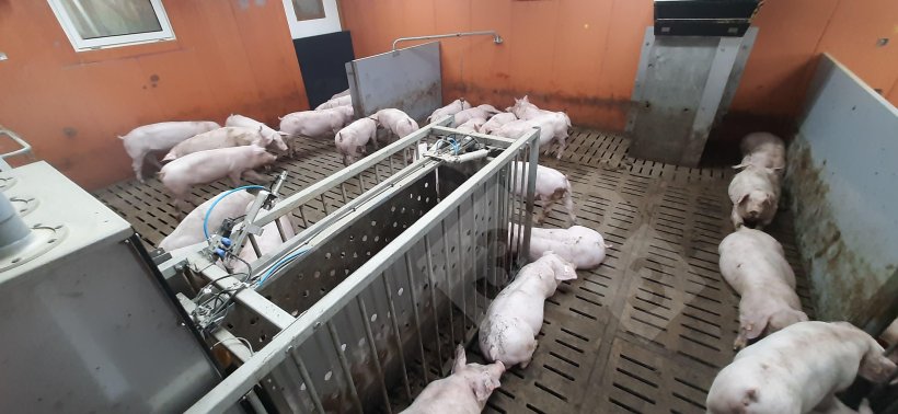 Finishing barns with an individualized feeding system.
