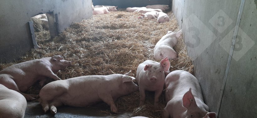 Finishing pigs on straw bedding.
