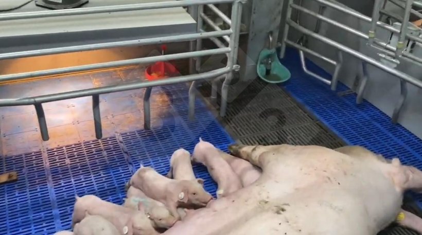 Loose housing in farrowing.
