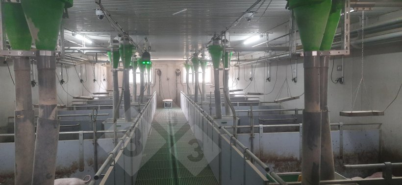 Tracking device for pigs without tail docking.
