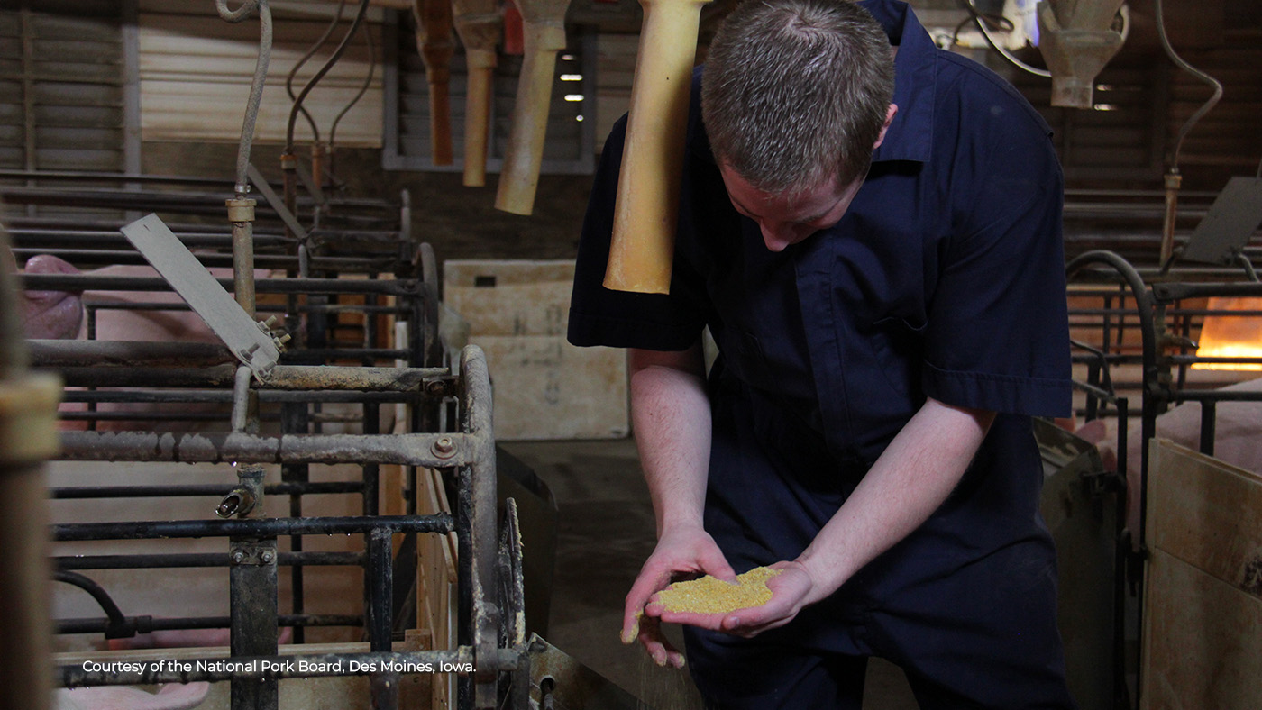 Modulation of the microbiota and relief of S. Suis virulence – Articles