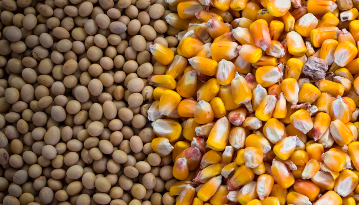 New estimate for Brazil’s 2023/24 grain harvest is 295.6 mt – Swine information