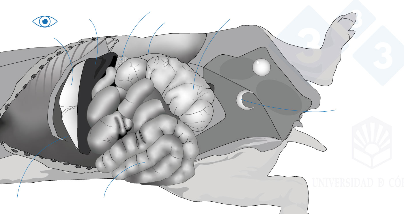 The way to do a necropsy on a piglet in lateral decubitus (II) – Articles