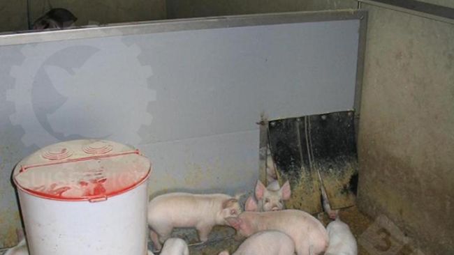 Outside the nest, but still in the inner area of the pen, is a circular feeder with dry feed and drinkers.
