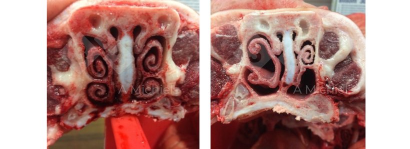 Figure 1. Left: A pig with healthy turbinates where the nose is the first filter to combat the entry of respiratory pathogens. Right: turbinates affected by non-progressive atrophic rhinitis. The snout twists, shrinks and wrinkles. Piglets show sometimes even nasal bleeding.