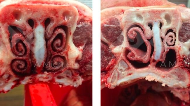 Figure 1. Left: A pig with healthy turbinates where the nose is the first filter to combat the entry of respiratory pathogens. Right: turbinates affected by non-progressive atrophic rhinitis. The snout&nbsp;twists, shrinks and wrinkles. Piglets show sometimes even nasal bleeding.
