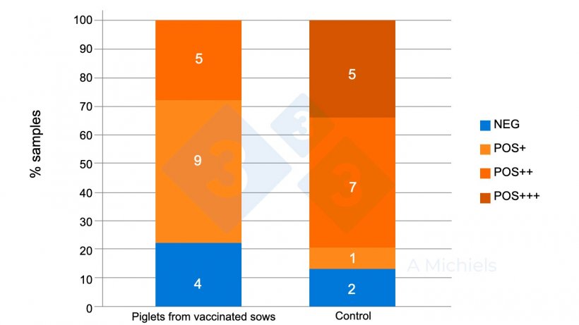 Figure 2. Oral fluid samples from 5- and 8-week-old piglets. Piglets from vaccinated dams (left) show a strong reduction in the prevalence of B. bronchiseptica compared to results from the unvaccinated control group (right).
