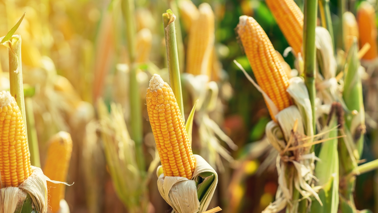 Argentina’s corn business might spoil information in March – Swine information