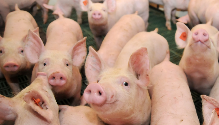 Paraná leads build up in pig manufacturing in 2023 with file numbers – Swine information