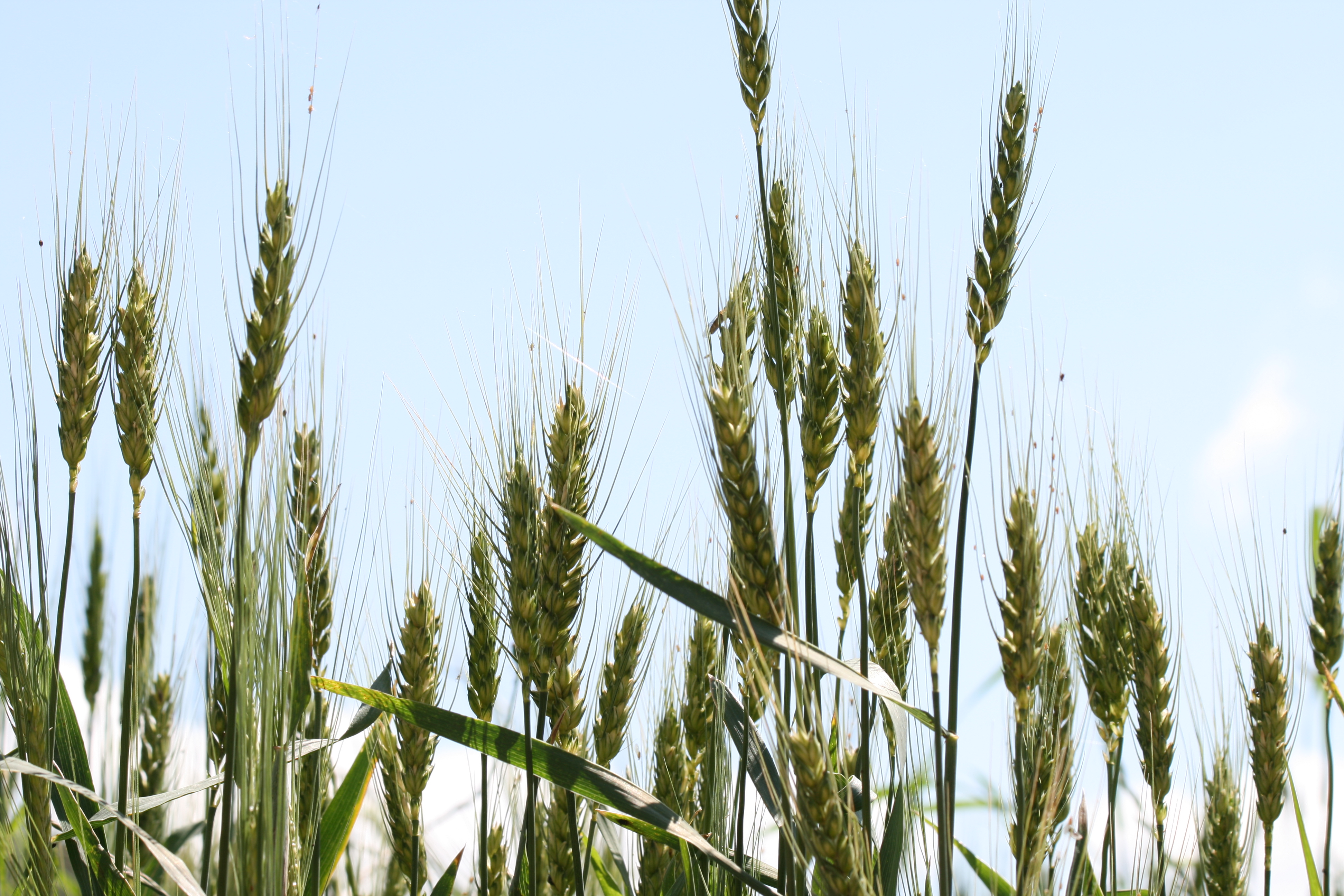 Deal to increase industry beef up for Ukraine with safeguards for EU farmer – Swine information