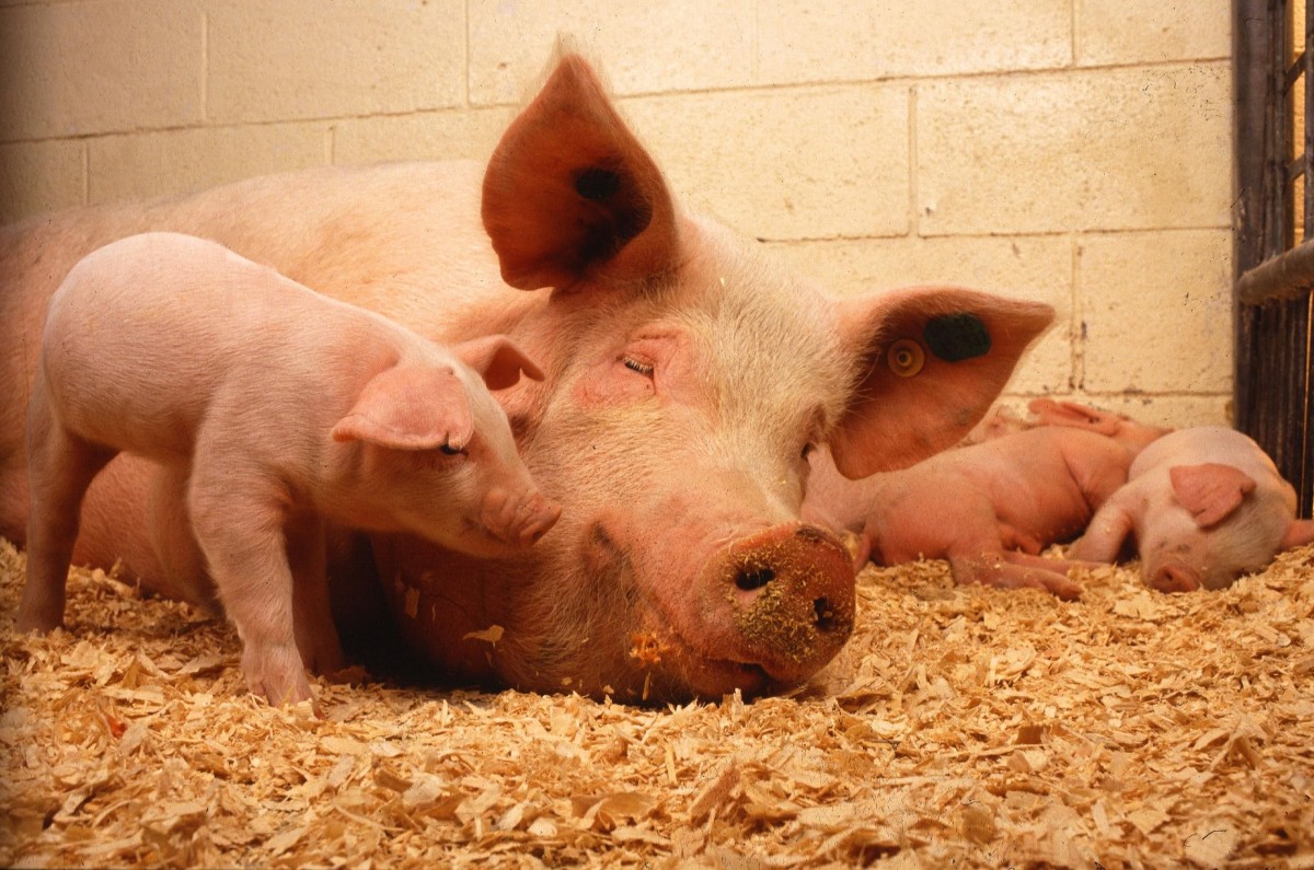 Outlook for the French swine business in 2024 – Swine information