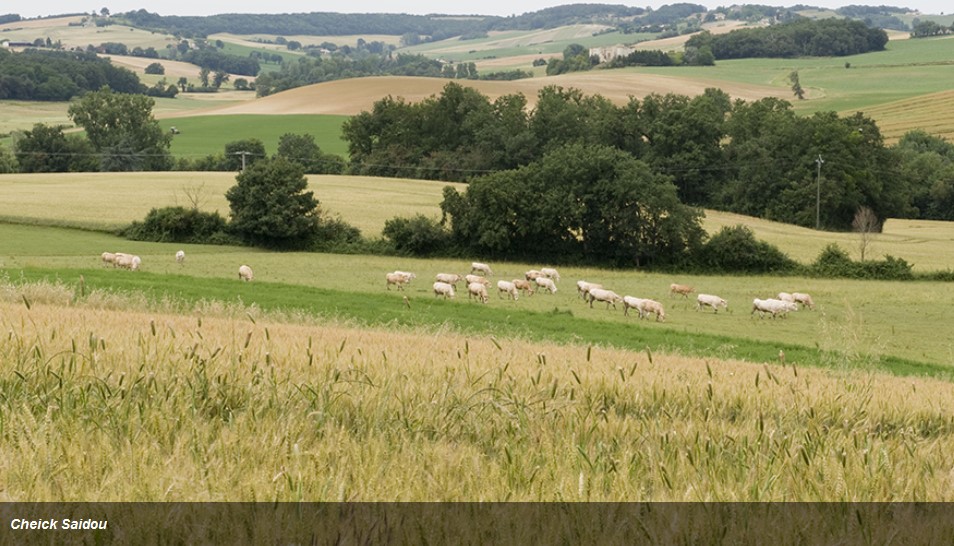 Development made on long-term imaginative and prescient for EU rural spaces – Swine information