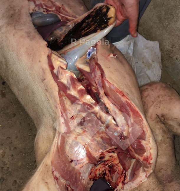 Photo 3. Hemorrhagic gastric ulcer of an affected pig.
