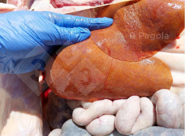 Photo 2. Appearance of a liver from the&nbsp;necropsy of an affected pig.
