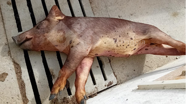 Photo 1. Marked jaundice in an affected pig.
